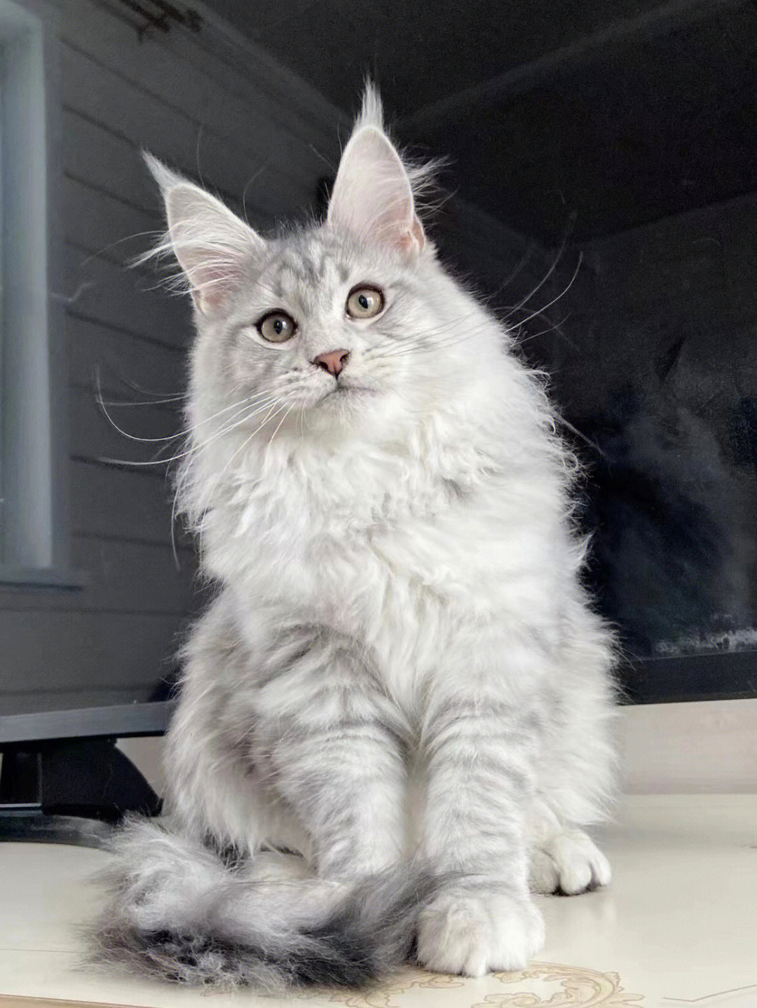 银虎斑缅因猫银白色图片