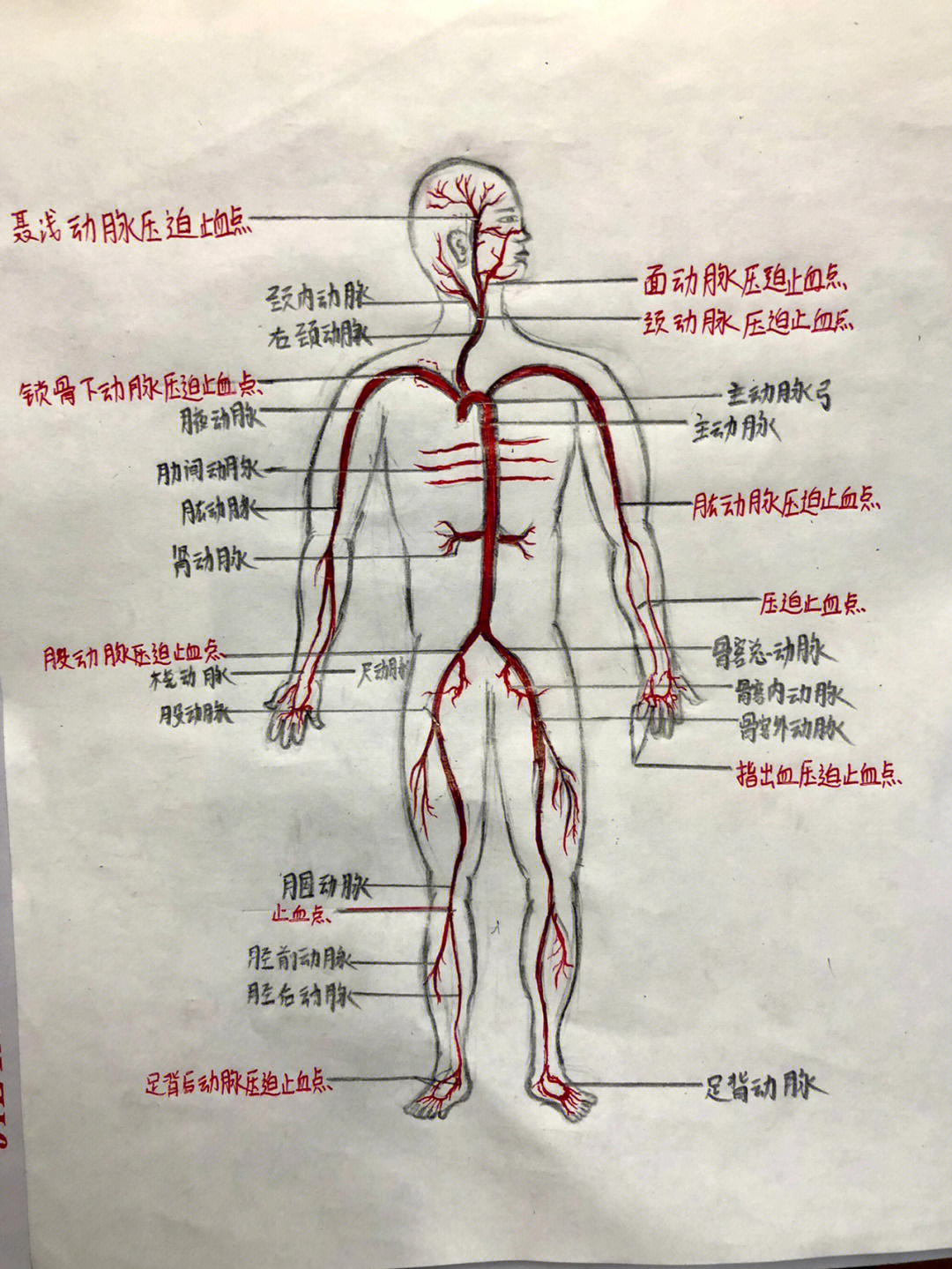 髂总动脉分支图片