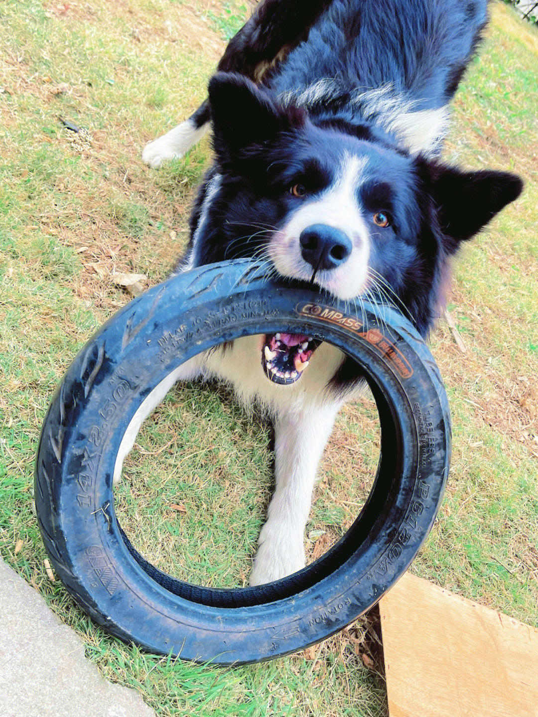 狗出轨的轮胎广告图片