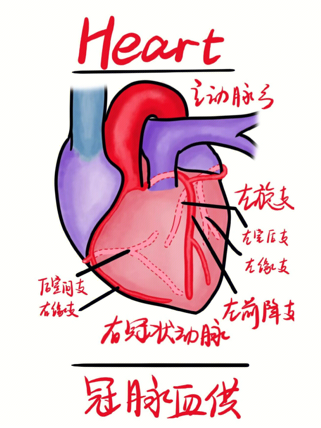心电图三张图搞定冠脉循环和心电图原理