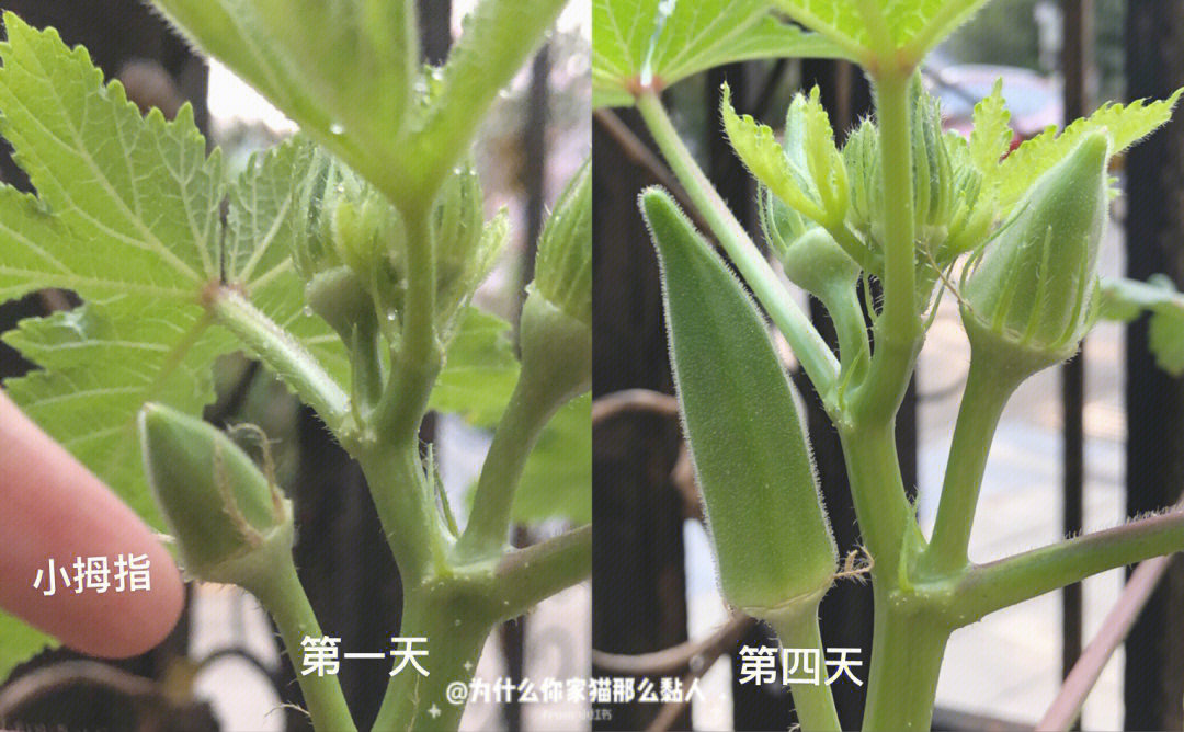 秋葵怎么种植方法图片