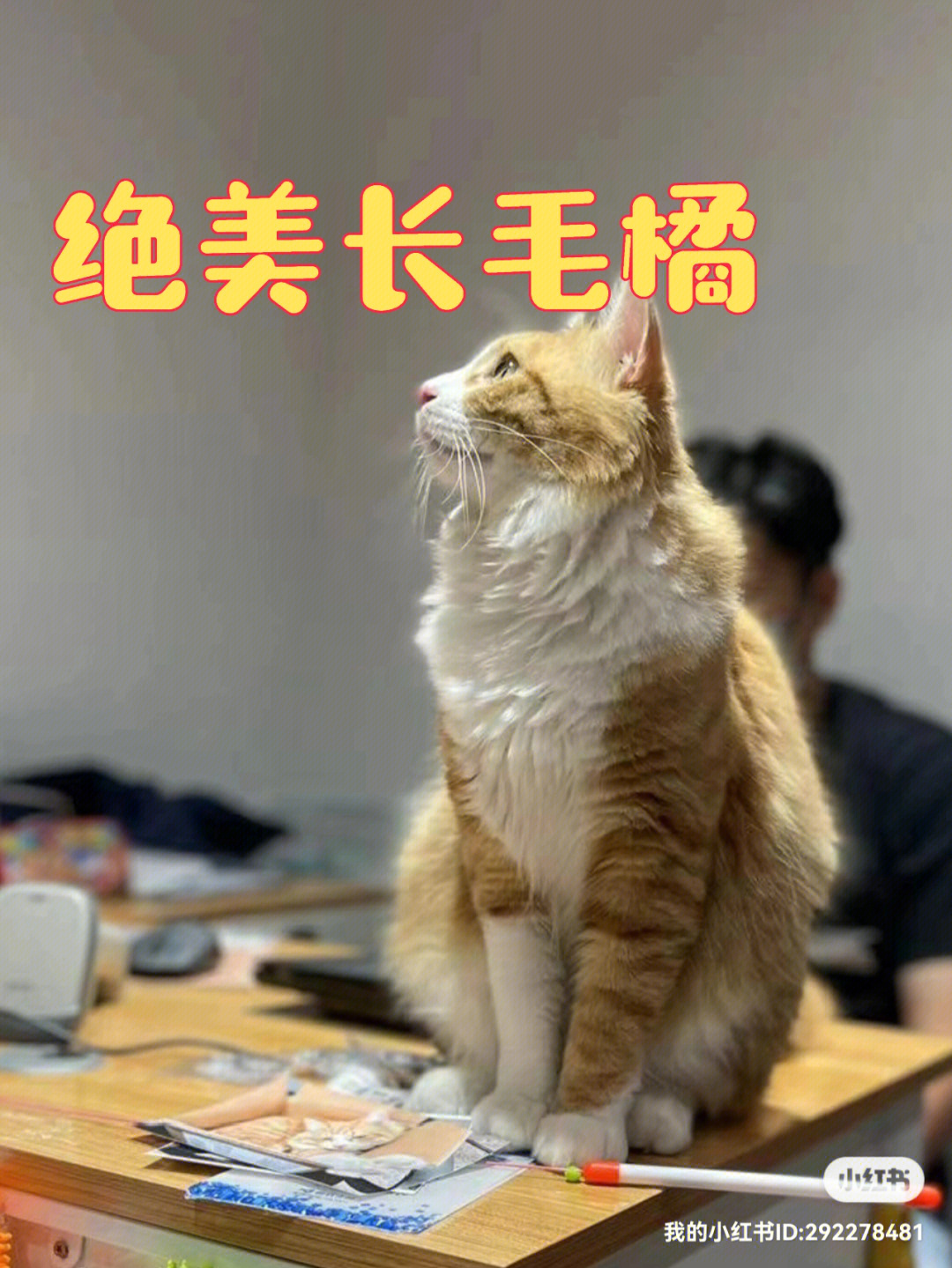 绝美长毛橘猫找领养