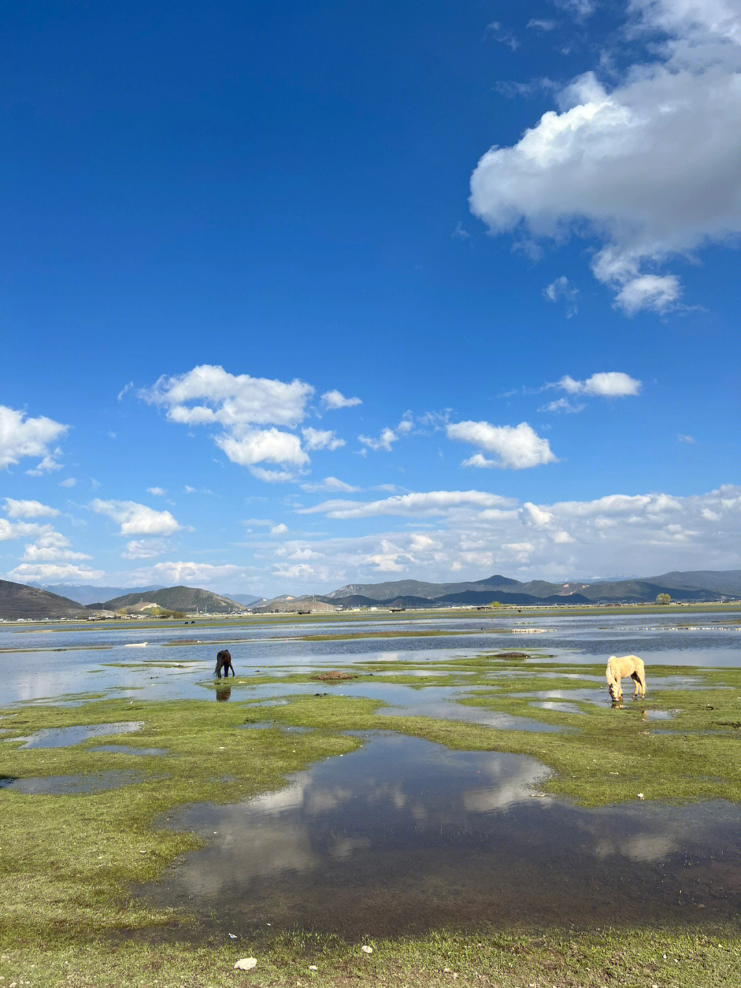 强烈推荐香格里拉纳帕海环海公路