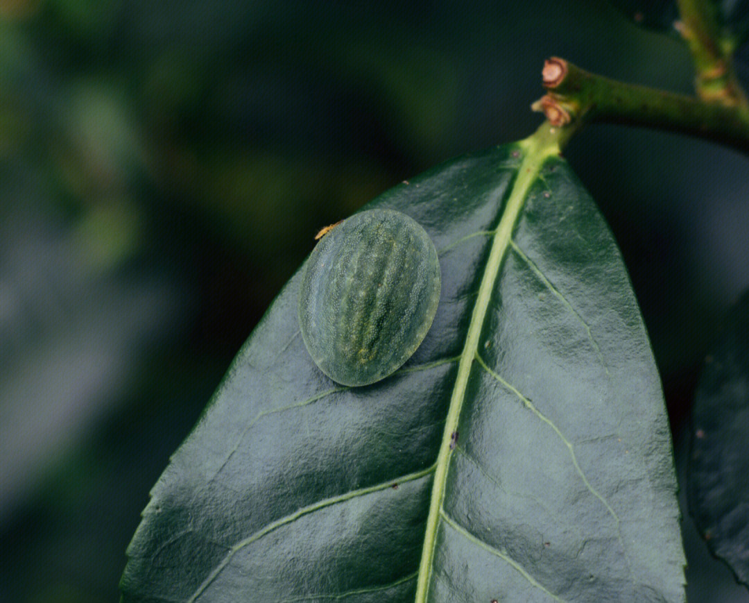 梨刺蛾幼虫图片