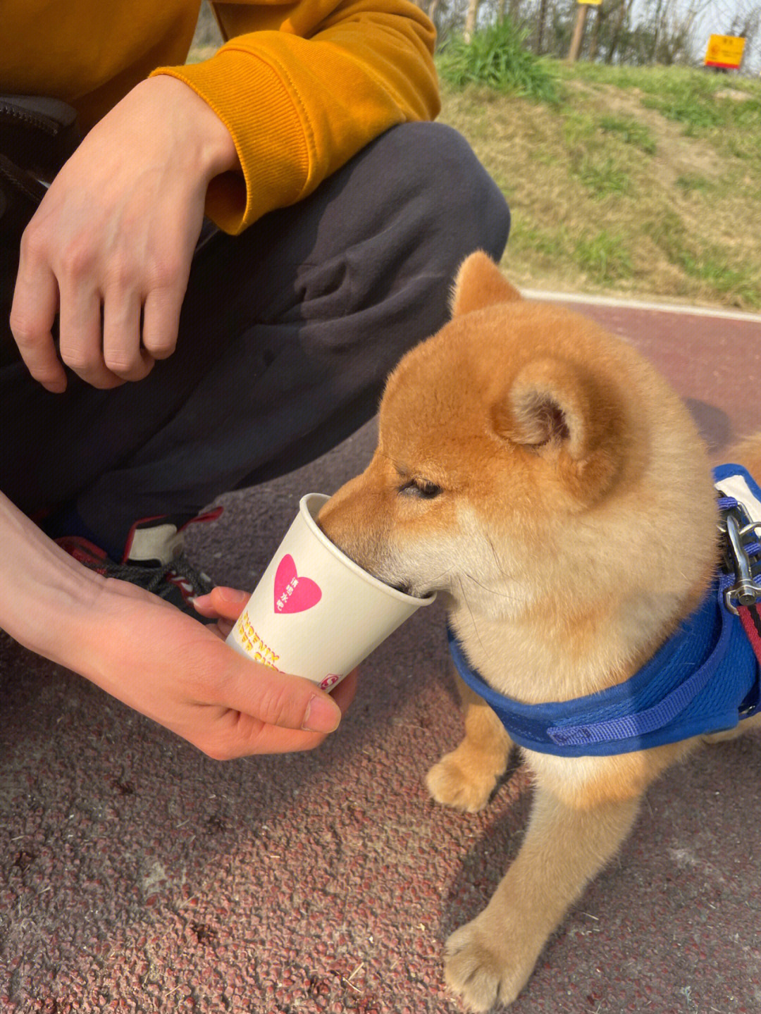 柴犬五六个月的图图片