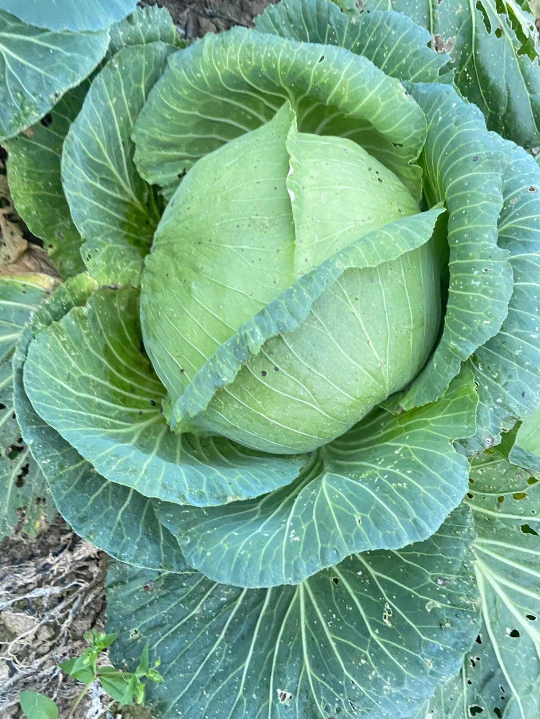 草盛豆苗稀的典范哈哈哈哈  后面摘了点豌豆苗还拔了俩颗包菜