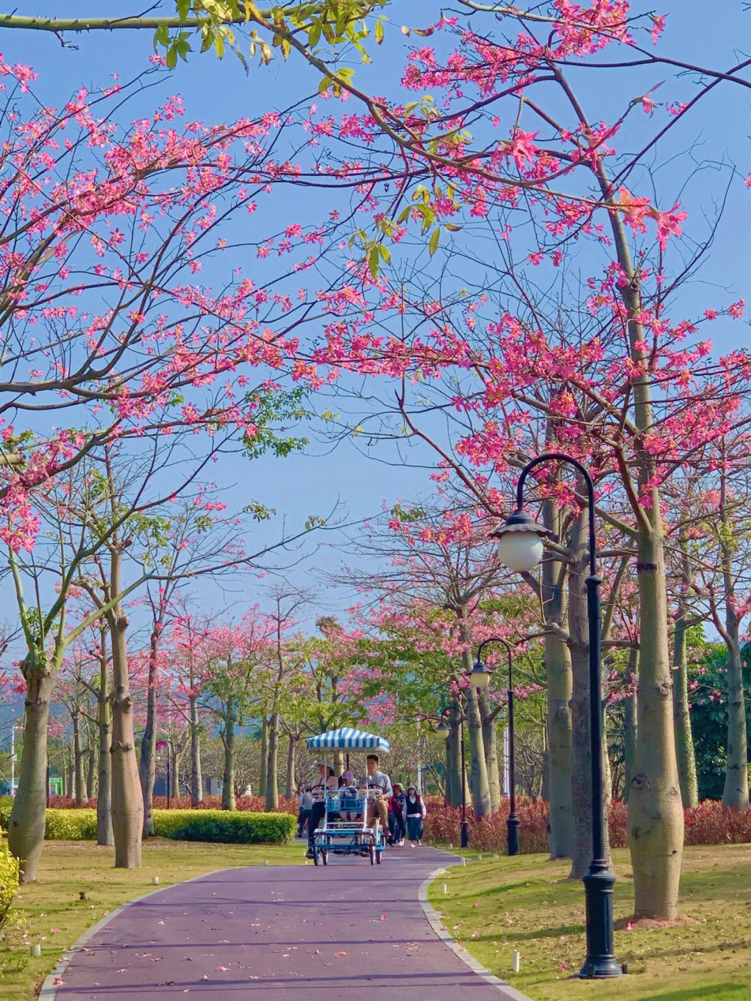 珠海赏花好去处图片