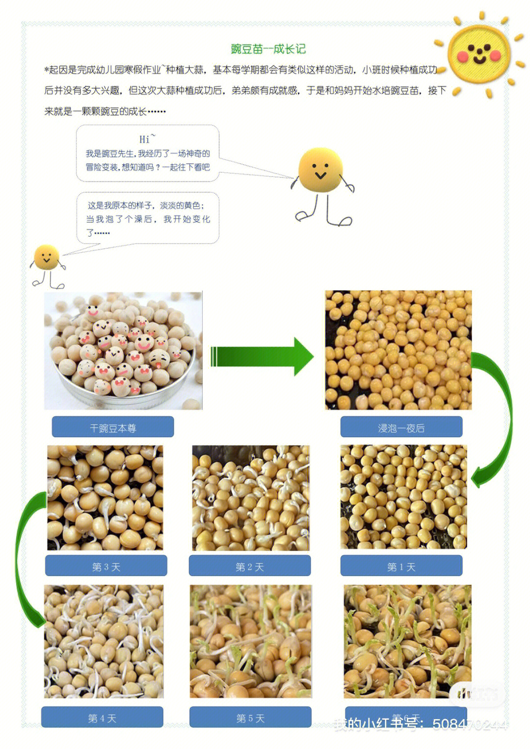 豌豆生长观察记录表图图片