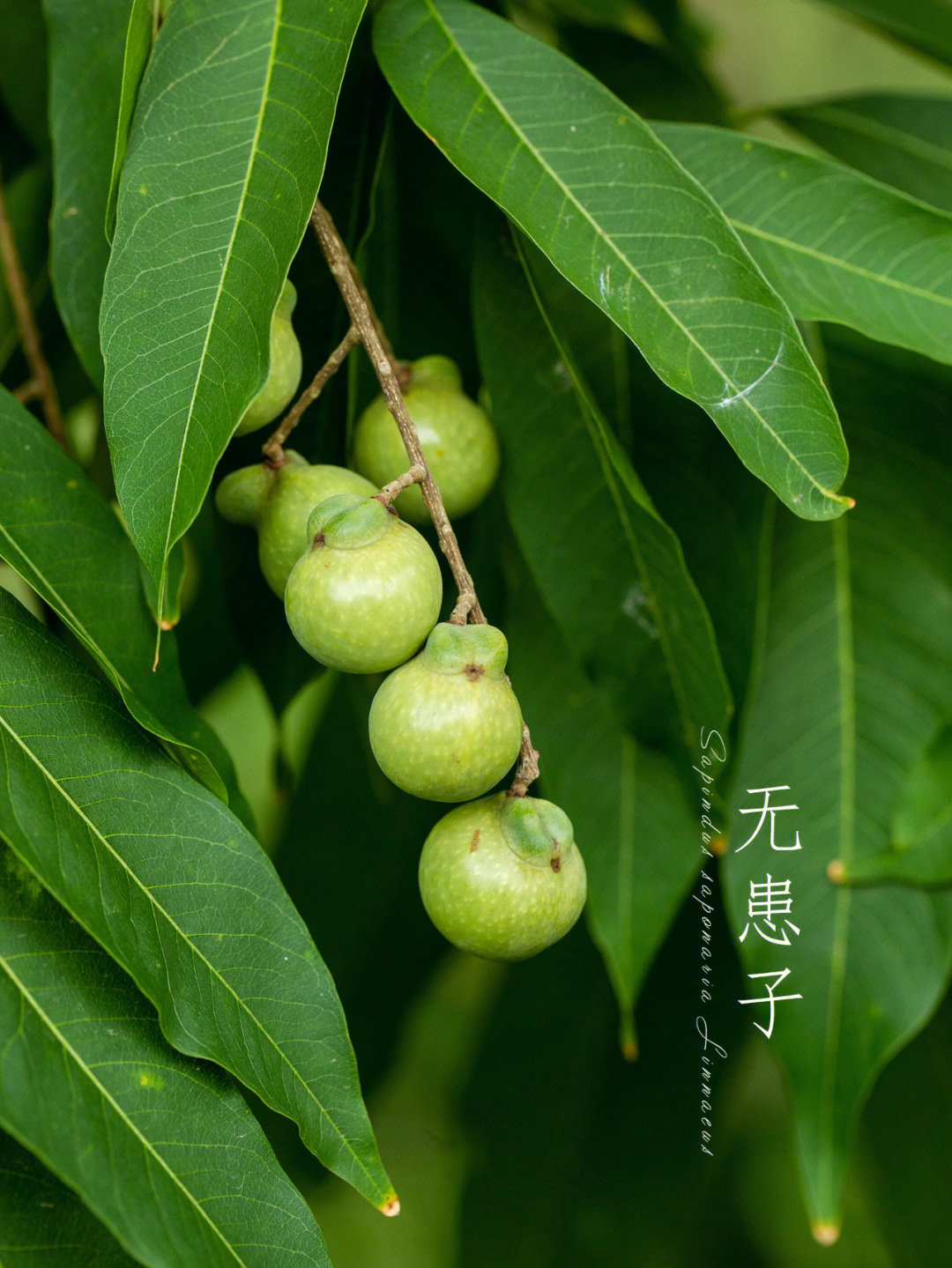 无患子写生集九月的植物