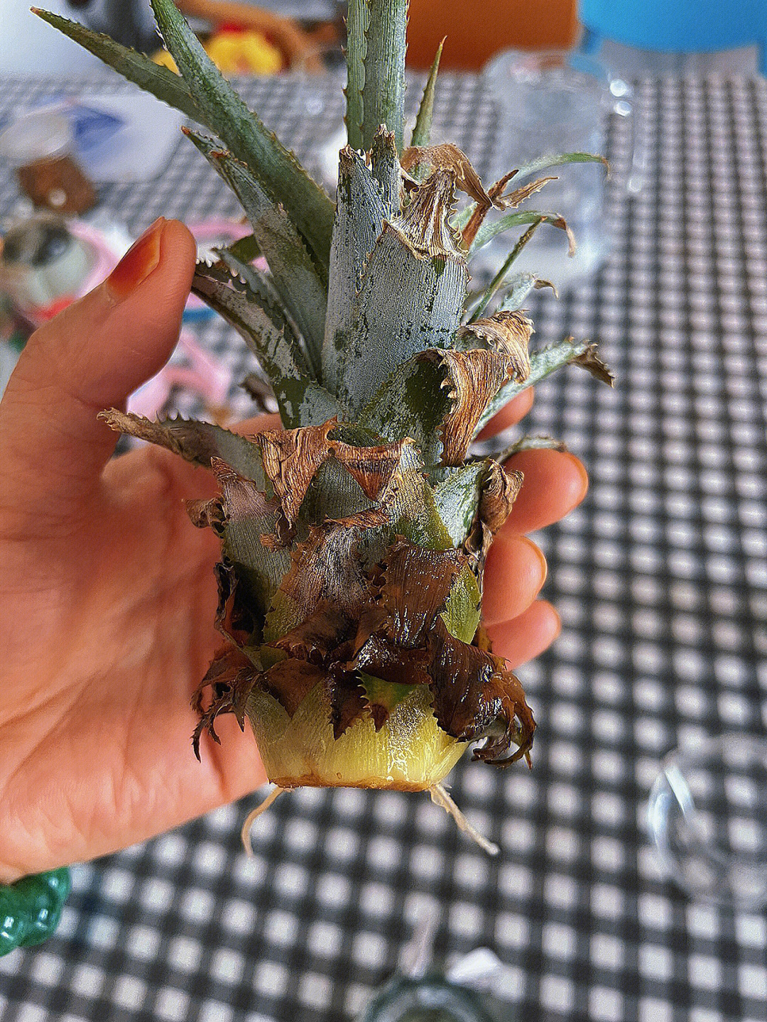 水培植物菠萝头方法:剪掉后找一个瓶子插入水位2