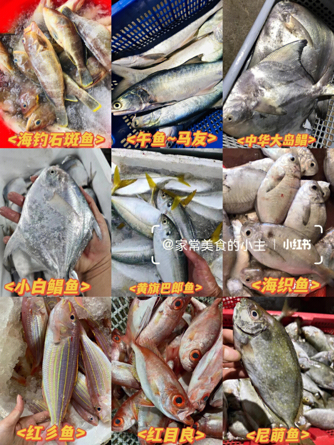 潮汕鱼名对照图 海鱼图片