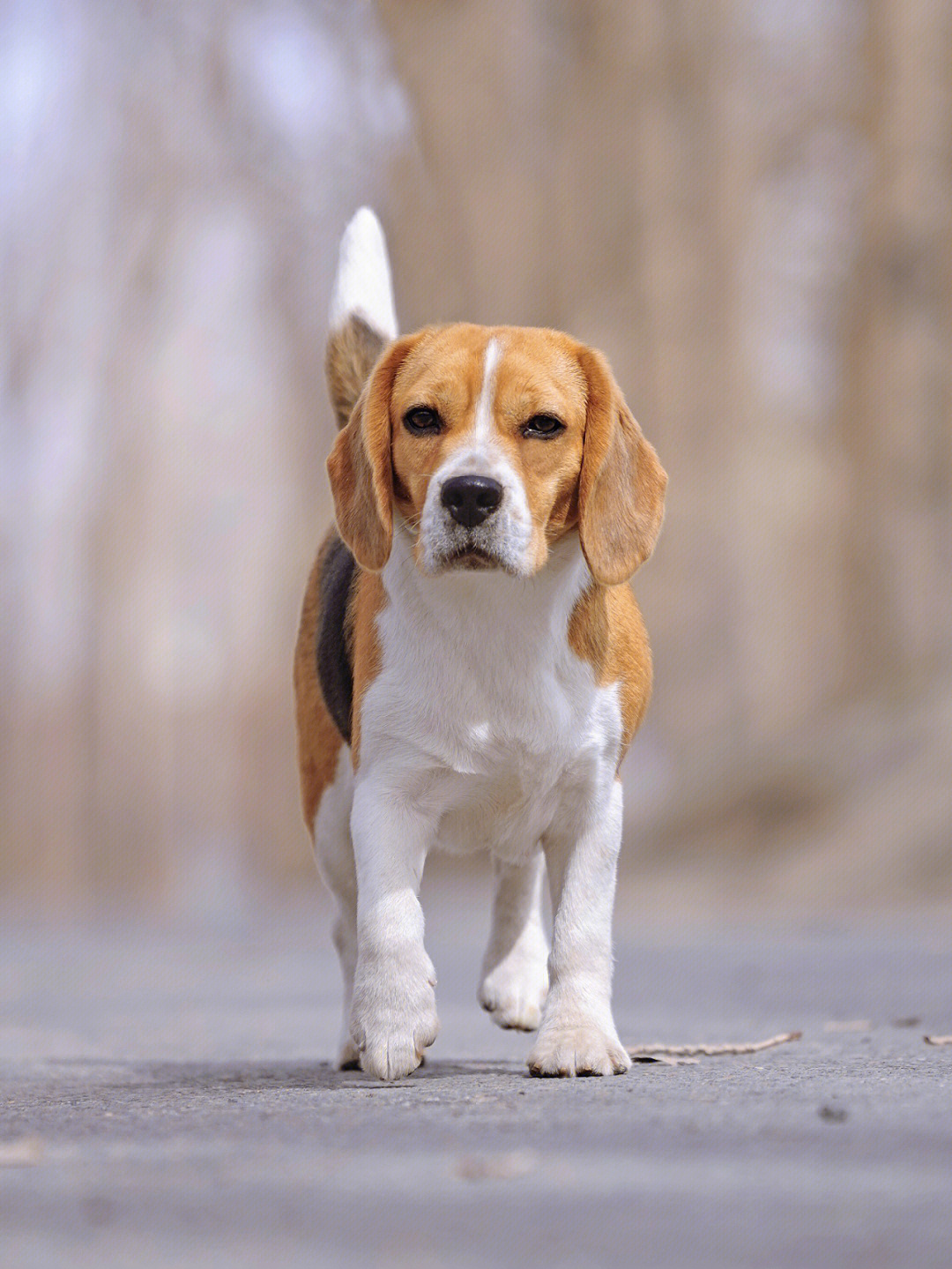 英国猎狐犬比格犬图片