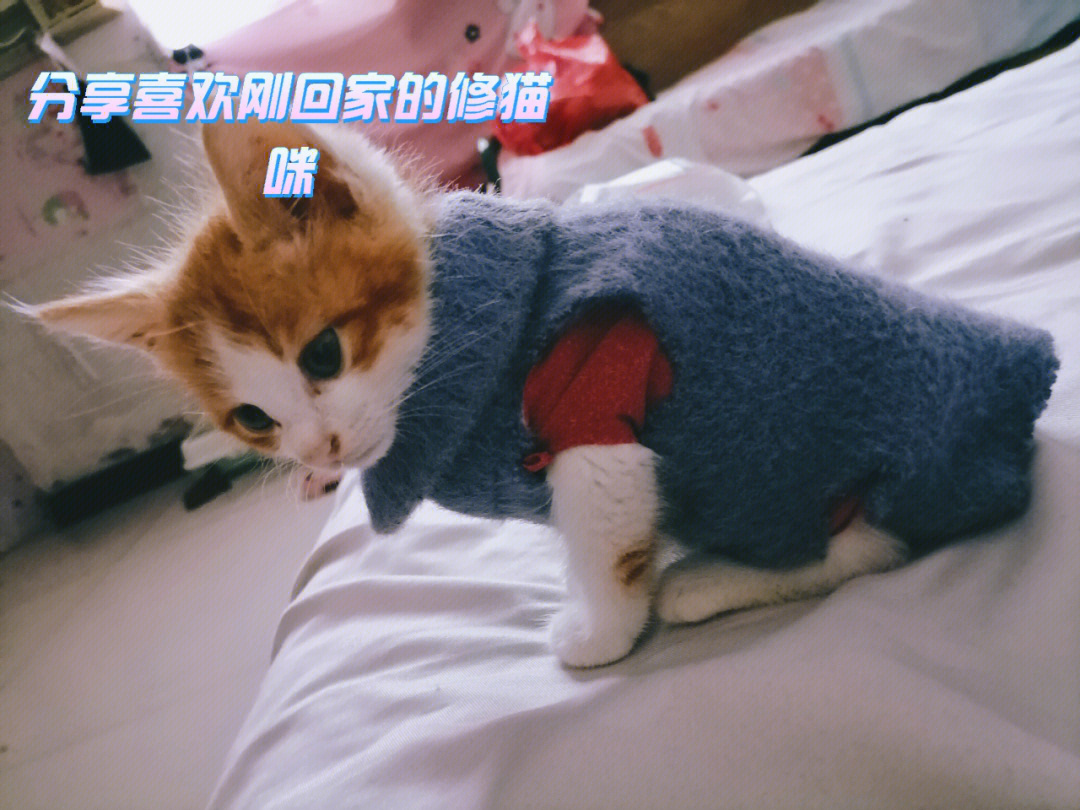 你敢信有这么可爱的猫猫