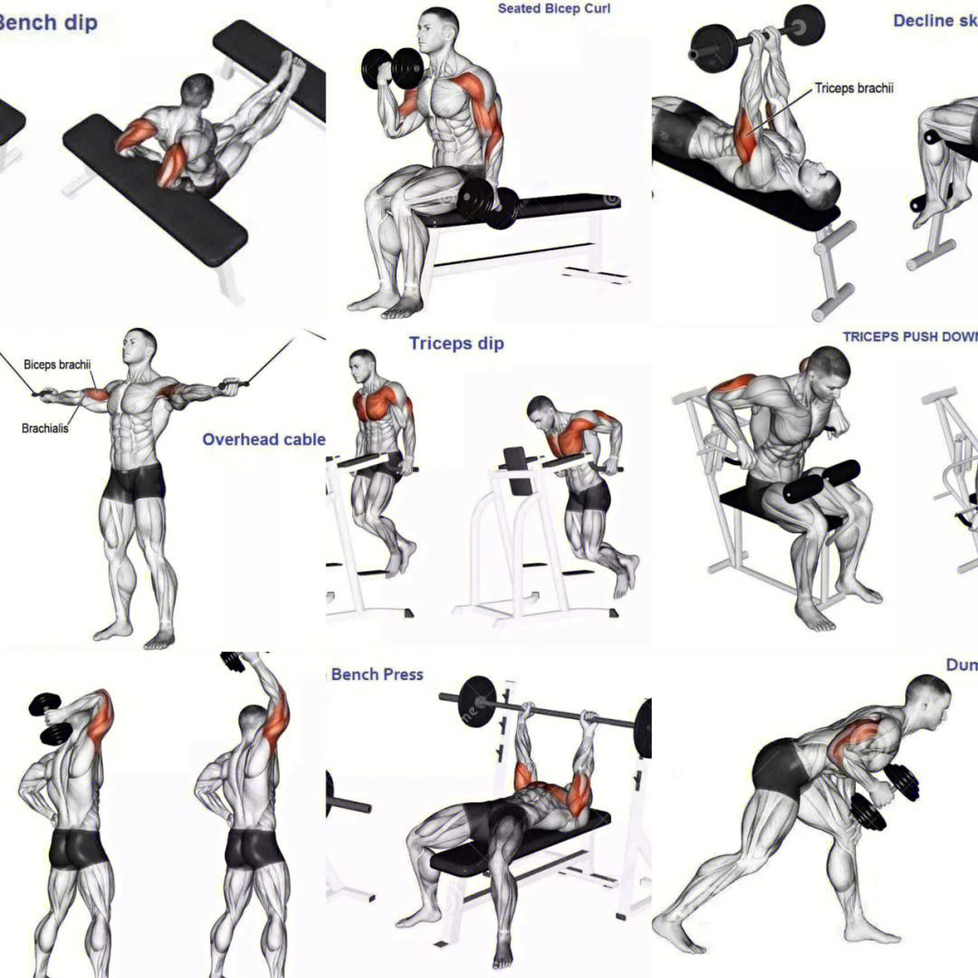 健身房手臂训练动作图片