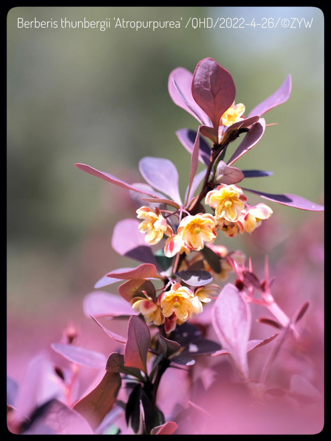 atropurpurea chenault),别名:红叶小檗,小檗科,小檗属