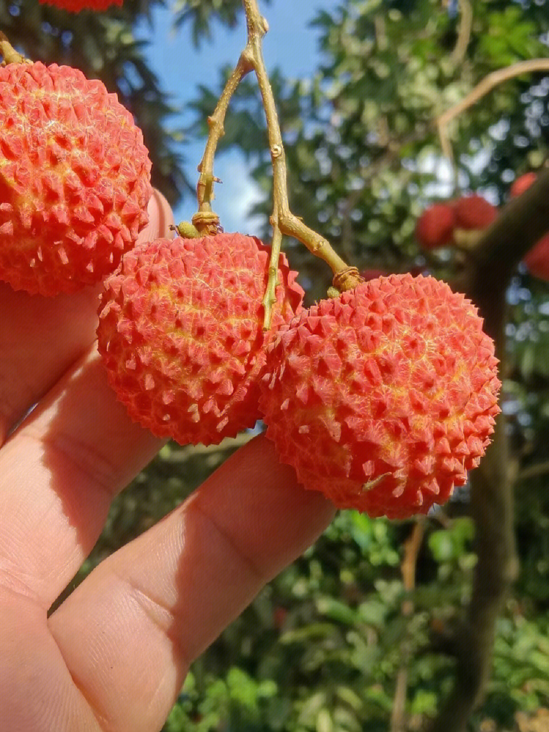 广西灵山黑妹图片