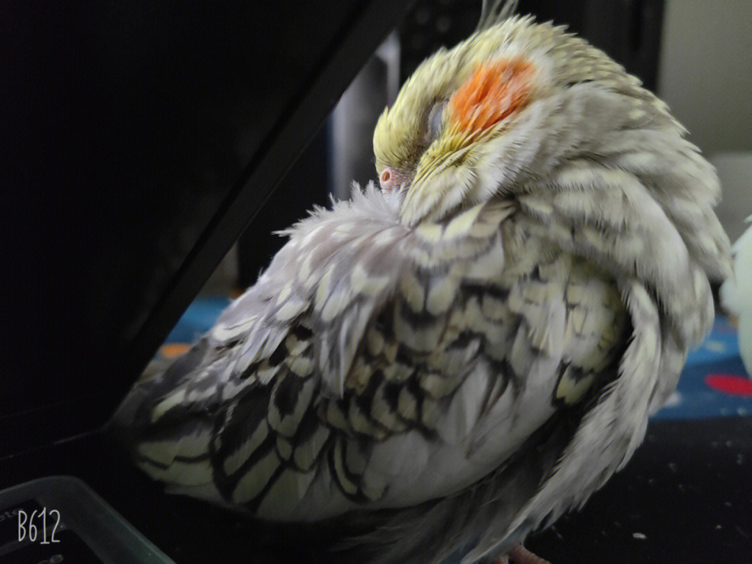 玄凤珍珠母鸟图片