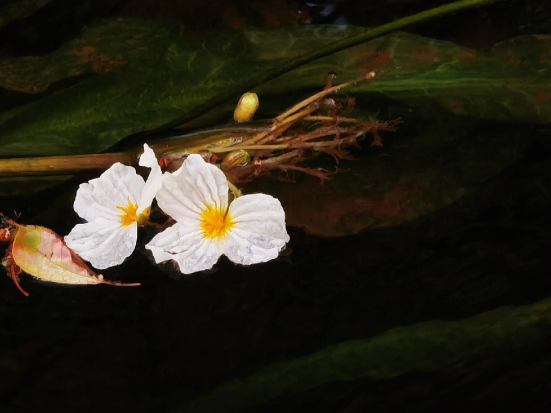 冰清玉洁的水性杨花