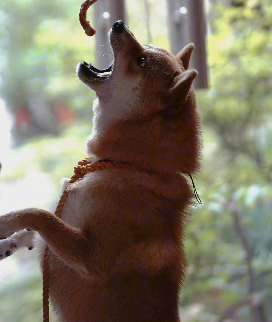 豆柴犬小时候图片