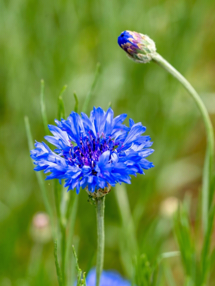 5月中旬的矢车菊蓝芙蓉