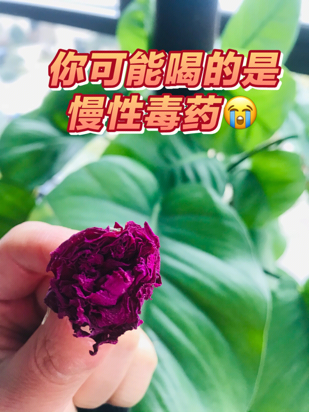 毒药的照片真实图片