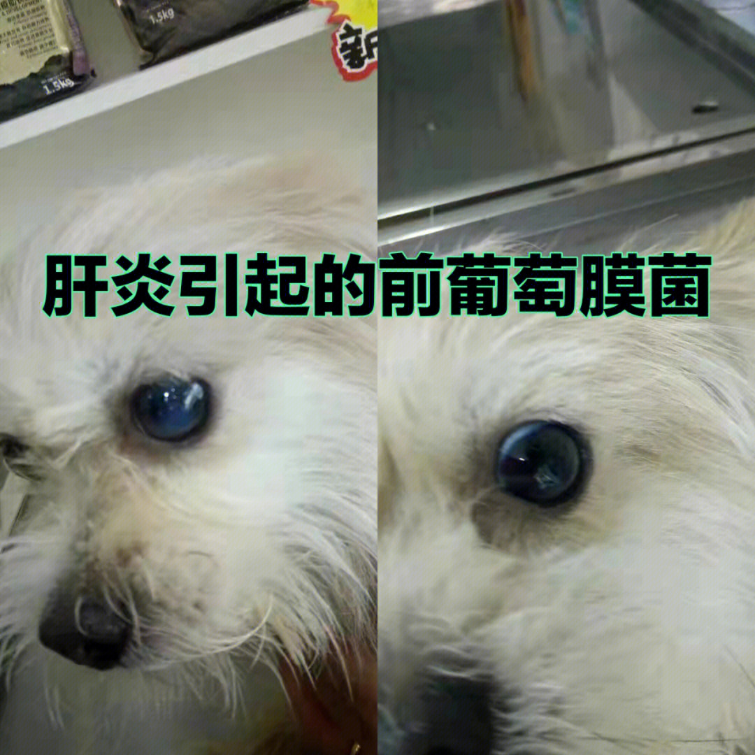 就会得到你想要狗狗青光眼图片狗狗结膜炎严重的照片狗结膜炎狗狗角膜
