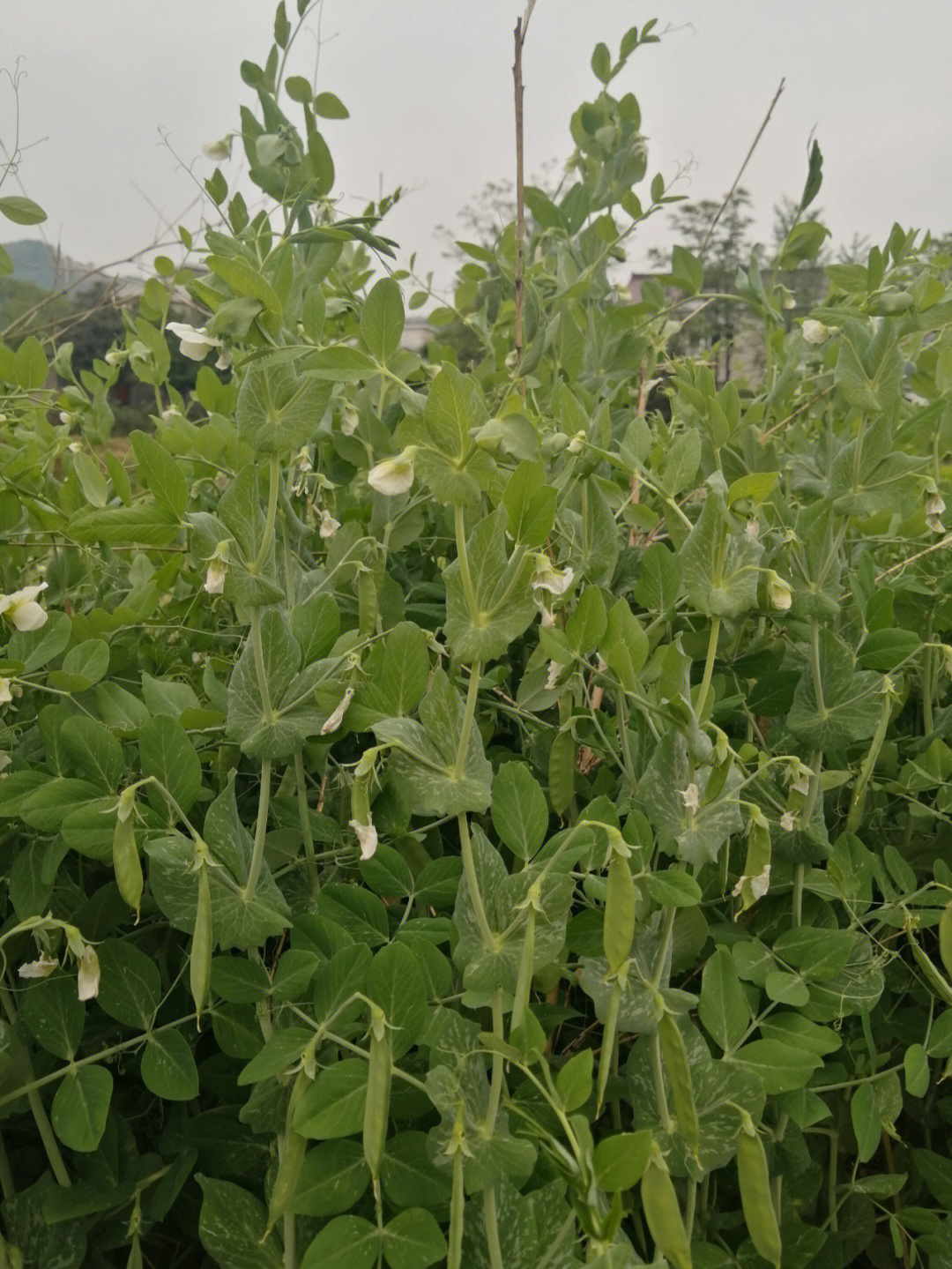 豌豆已经结了荚豌豆尖儿还能吃吗