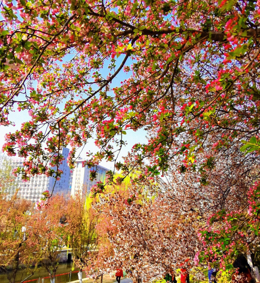 北京海棠花溪开花时间图片
