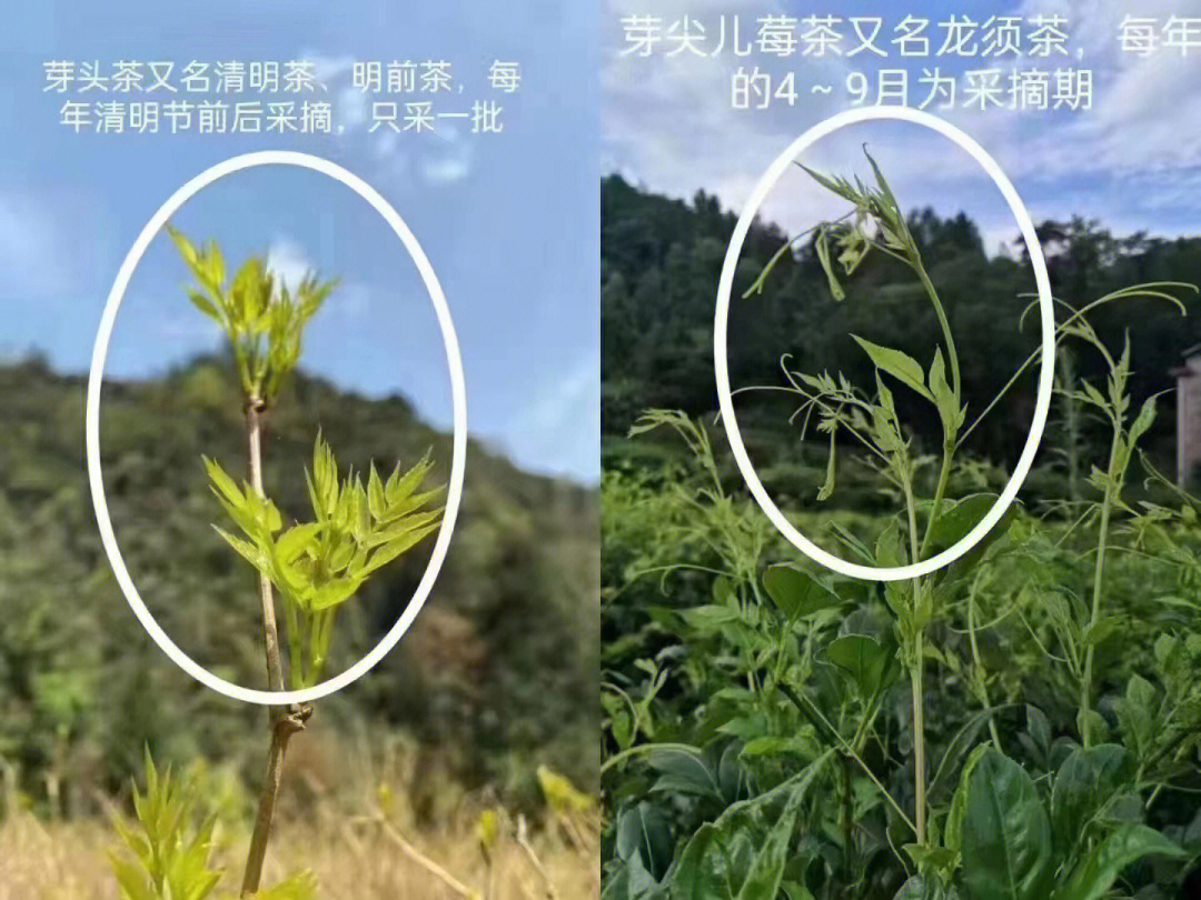 珍稀好茶茅岩莓