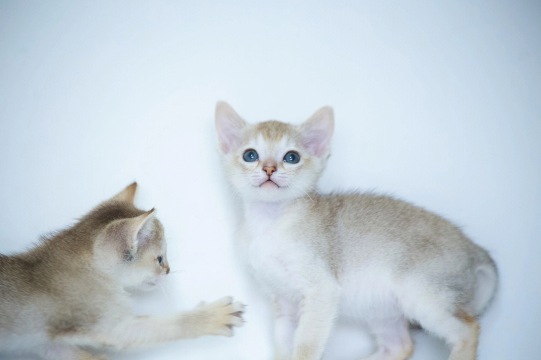 新加坡猫有多小图片