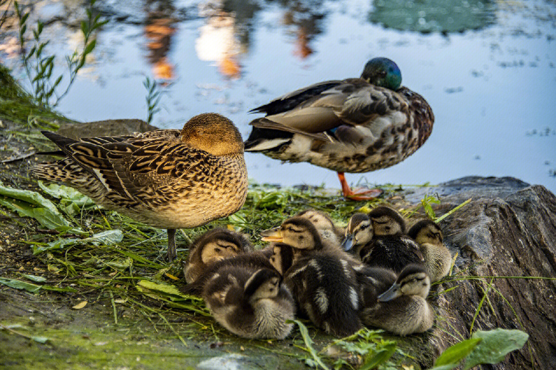 《公园里的野鸭》早晨,二一九公园荷塘里的野鸭妈妈带着十只鸭宝宝