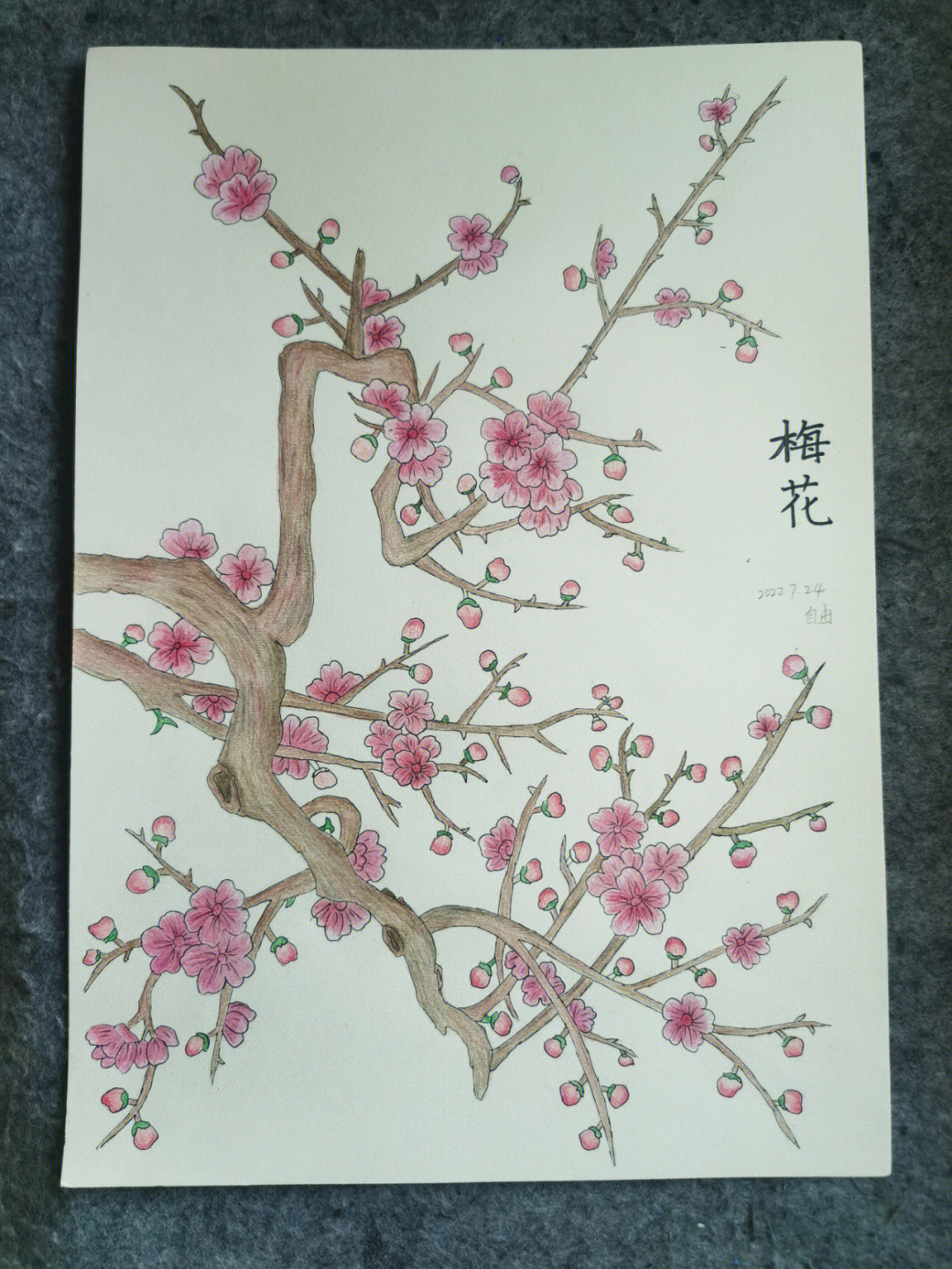 梅花彩铅画