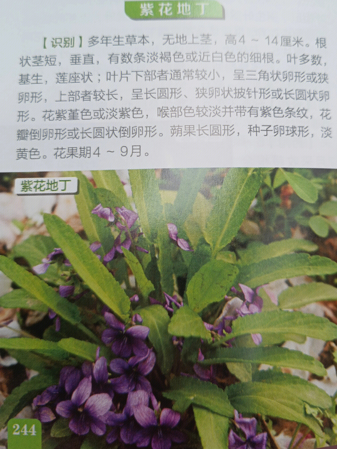 地丁紫堇 禁忌图片