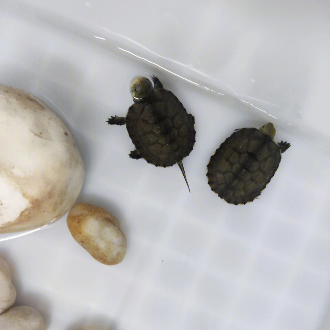 乌龟的成长过程记录图片