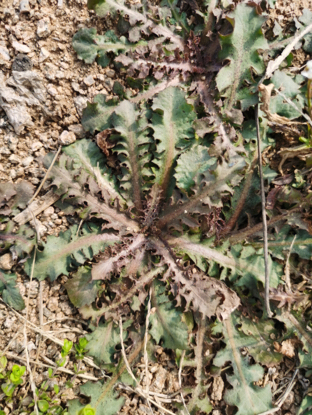 怎样辨别蒲公英苦菜图片