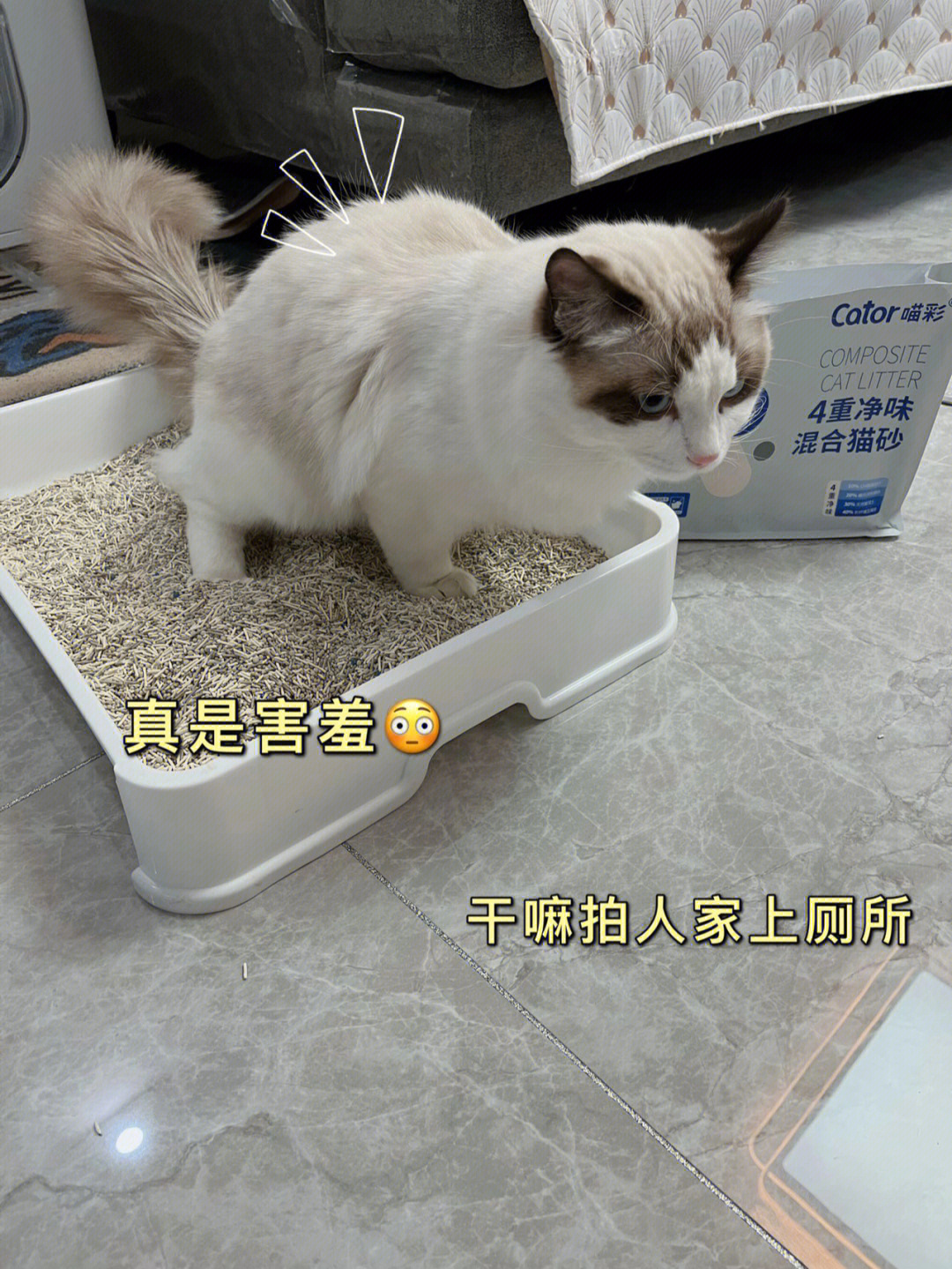 家里有小猫咪的姐妹注意啦75