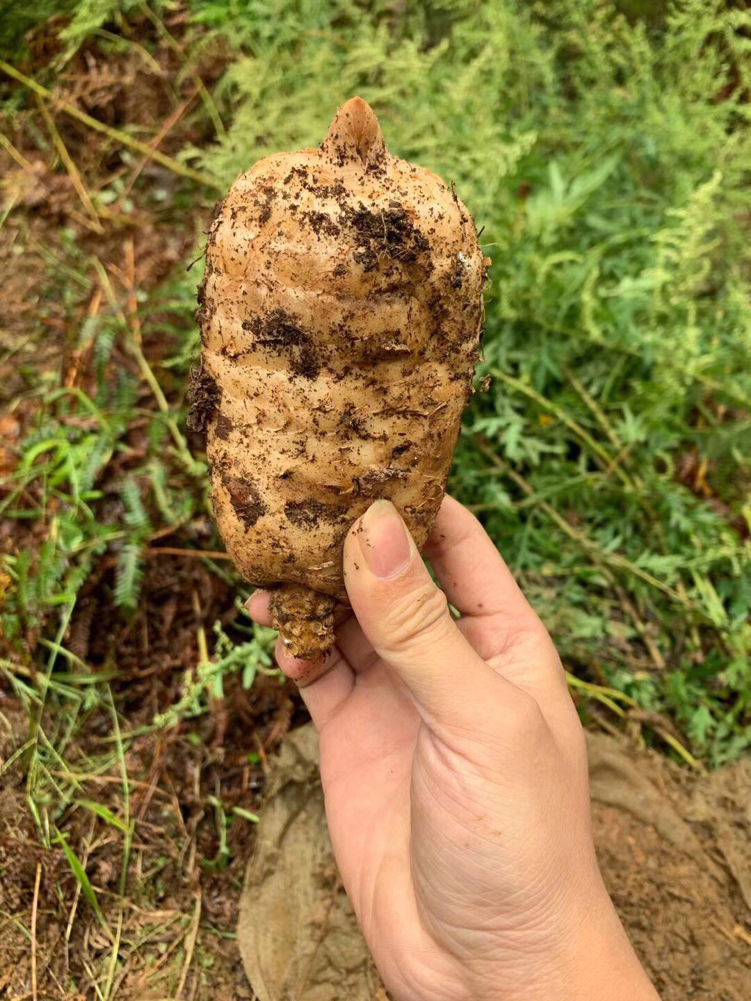 贵州高山新鲜天麻