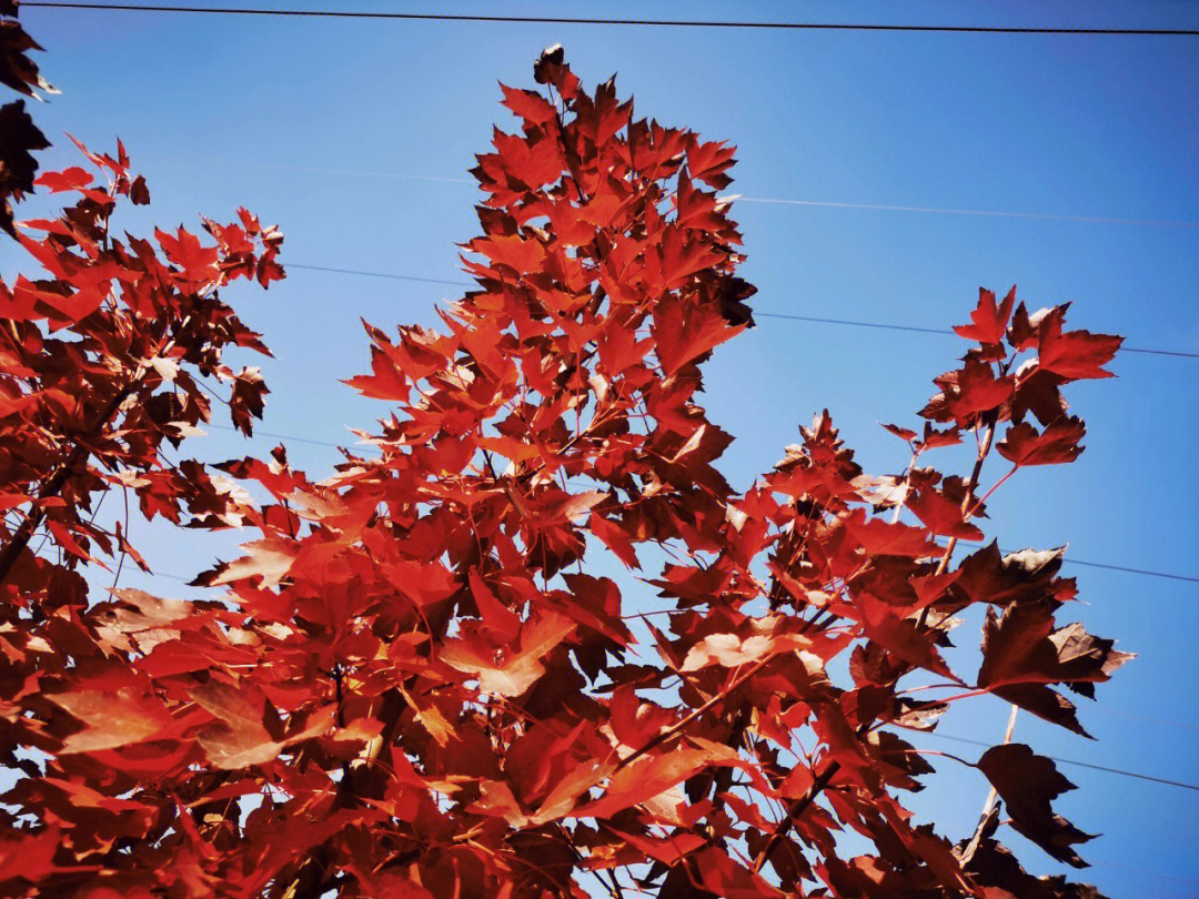 红叶石楠树 冬天图片