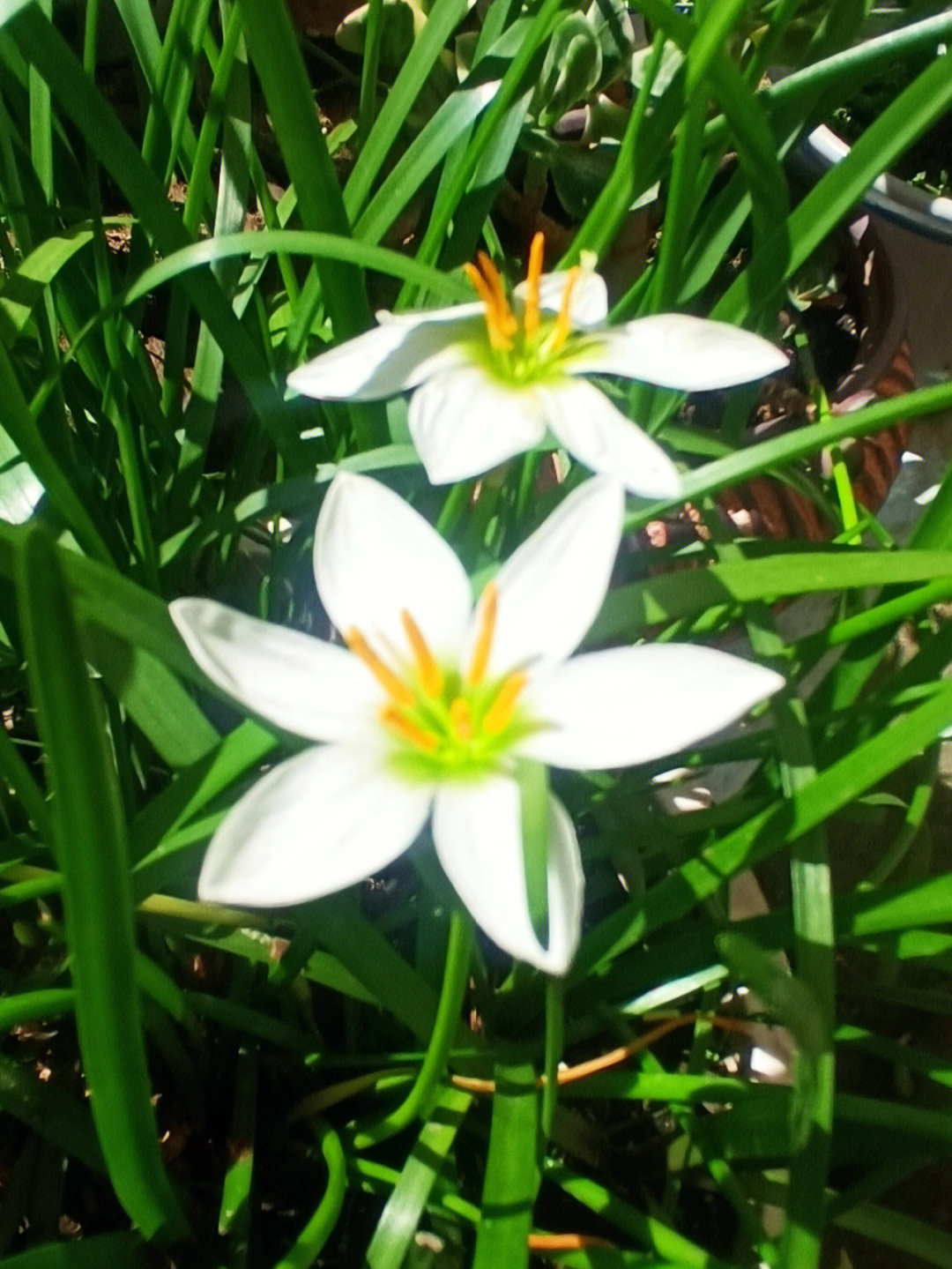 葱莲的别名是:玉帘,葱兰,韭菜莲,伴地莲,肝风草,白花菖蒲莲,白毛