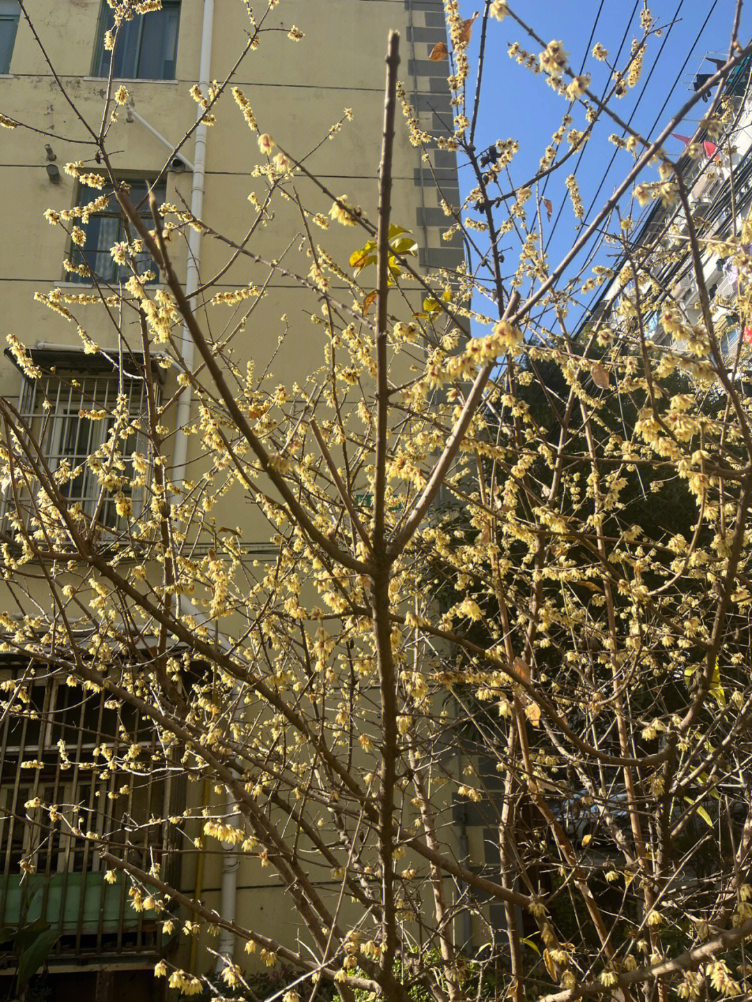 出门遇到的花儿,等公交的的光,树和街景,公交车路过的洋房这得挣到