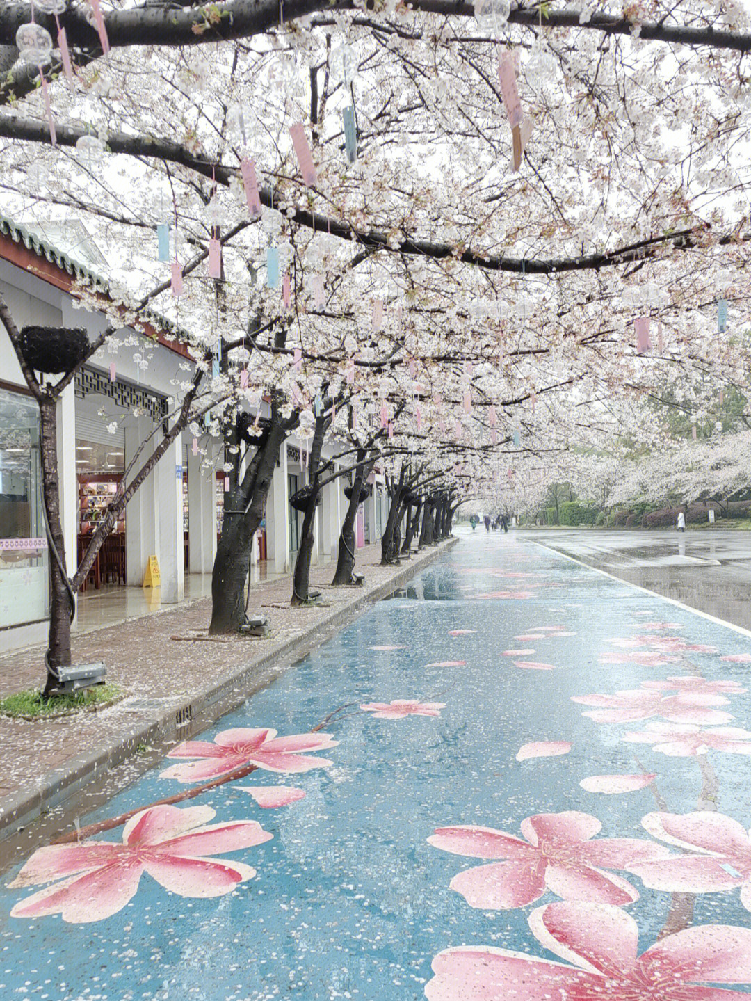 樱花雨