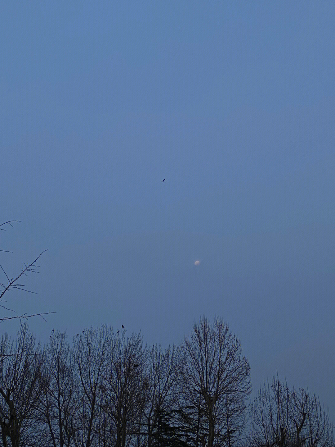 成群乌鸦飞过粉蓝色的傍晚和模糊的月亮