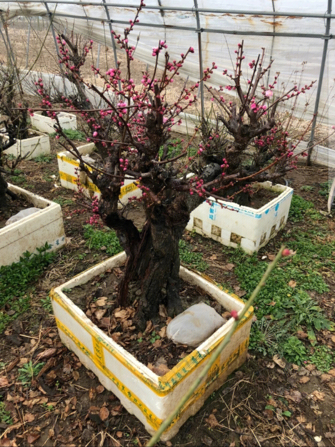 丰厚梅花介绍图片