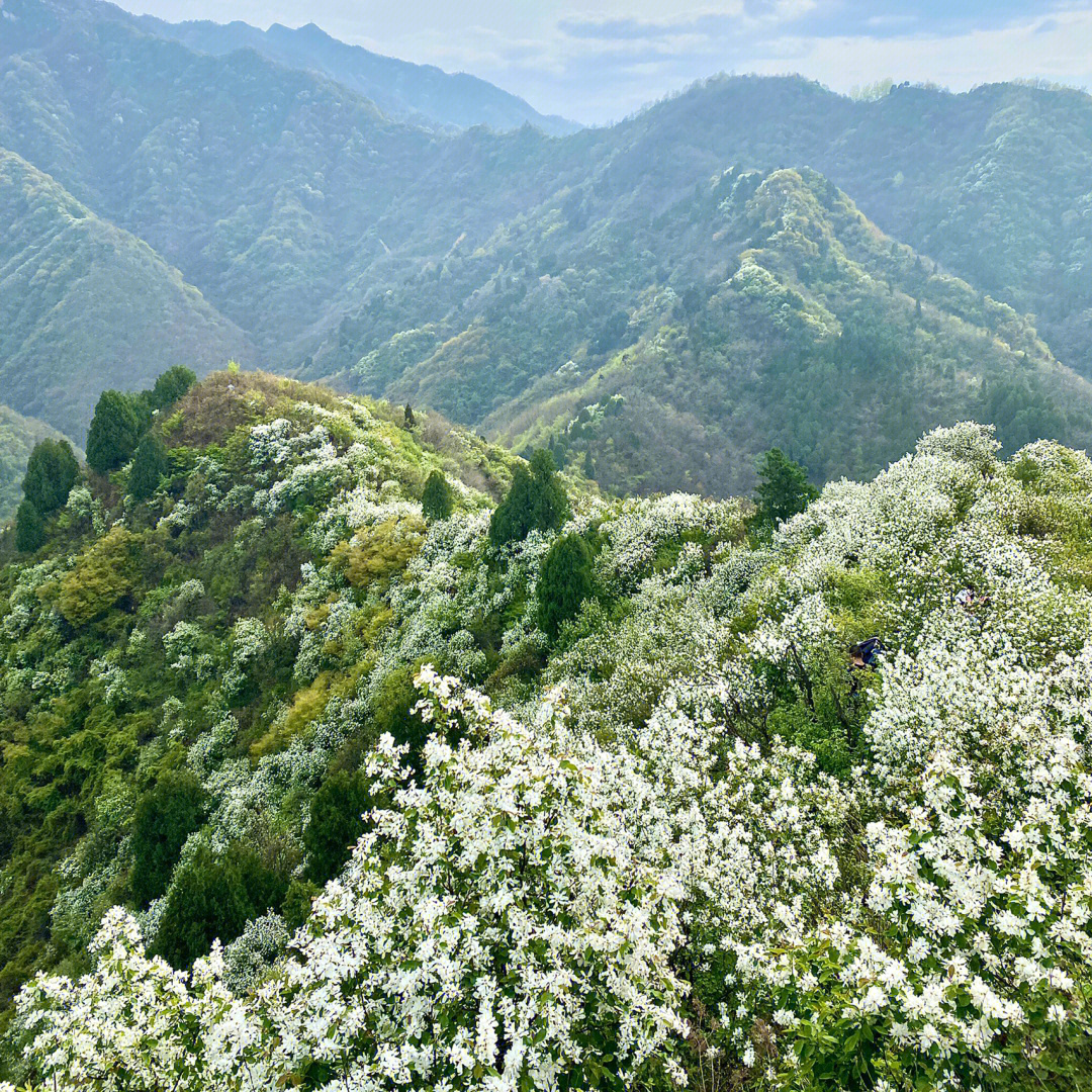 秦岭子午梅园图片