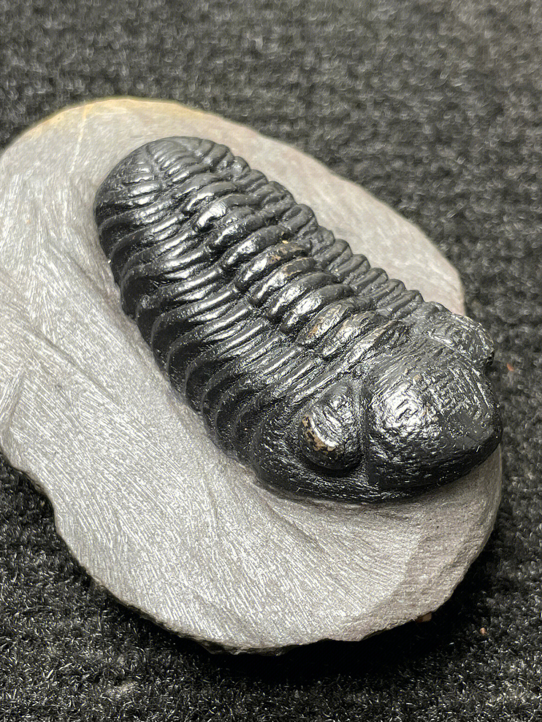 虫类化石图片图片