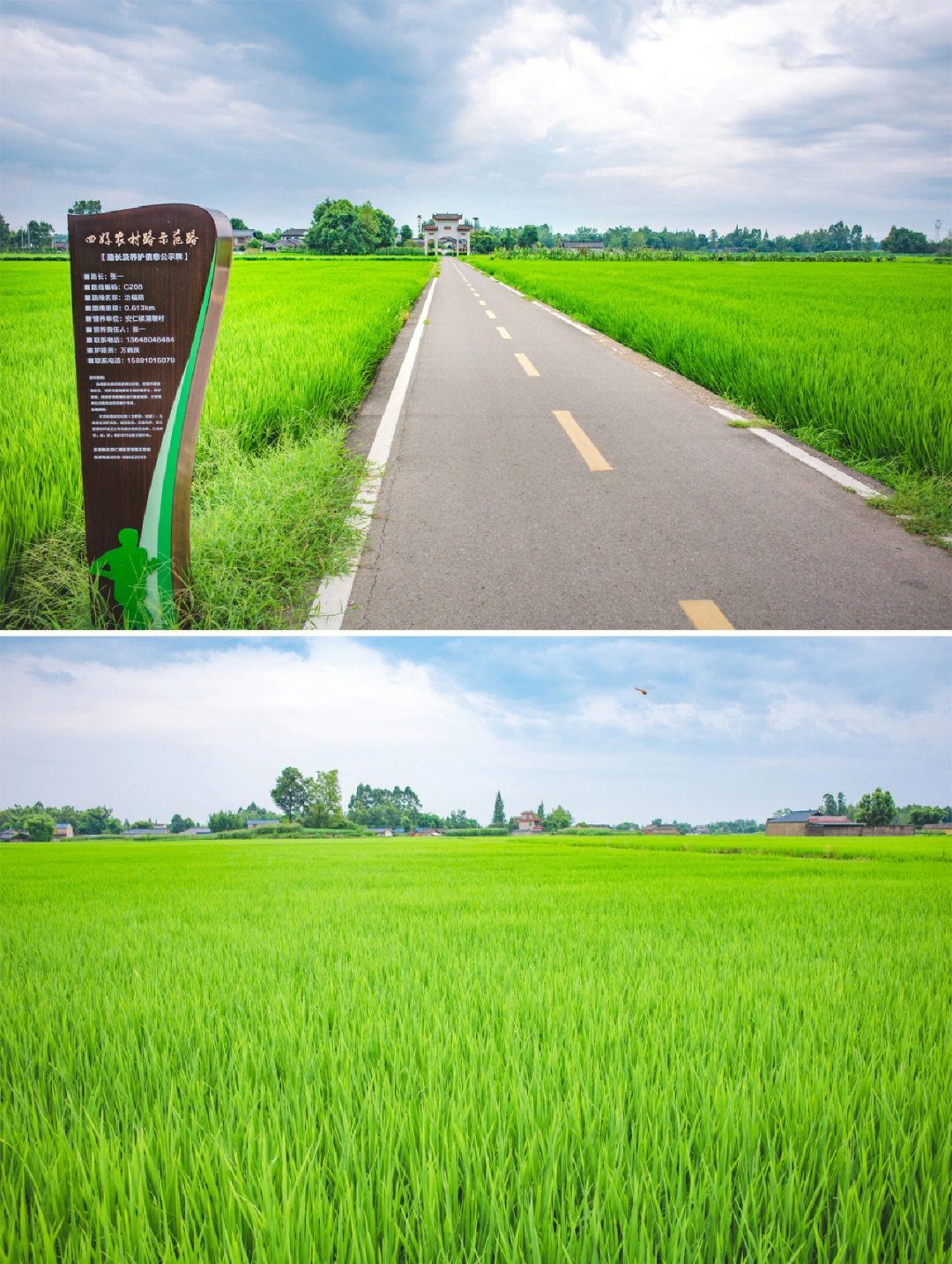 2022.7.16拍于大邑安仁镇元兴社区天寿村附近,那一片全是稻田.