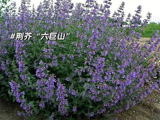 花境植物荆芥六巨山