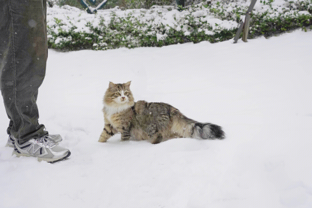 冬天的雪地和西伯利亚森林猫更配哦76