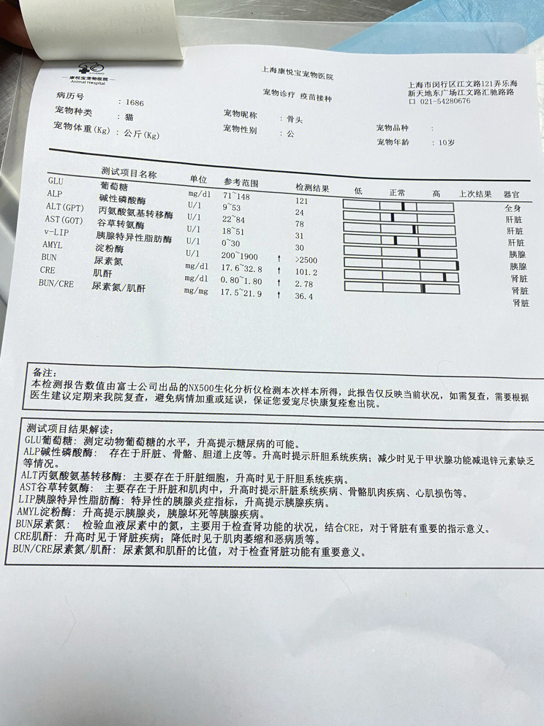 猫咪吐血死亡图片