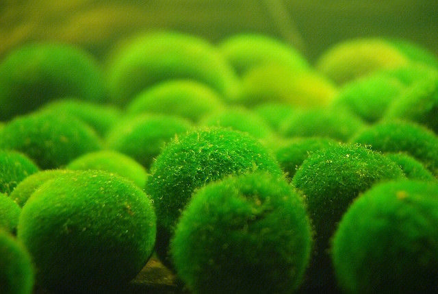 植物图鉴球藻